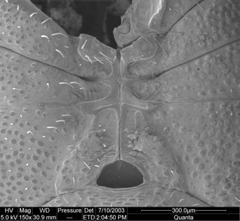 Media type: image; Invertebrate Zoology 134644